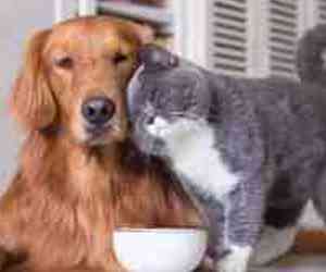 Photo of a Golden Retriever and a Tuxedo Grey Cat