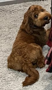 Adorable cockapoo dog for adoption in markham ontario – meet kiba