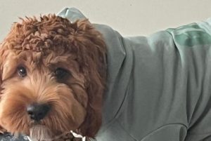 Kiba, cockapoo for adoption in markham ontario, about to wearing a cute grey sweatshirt
