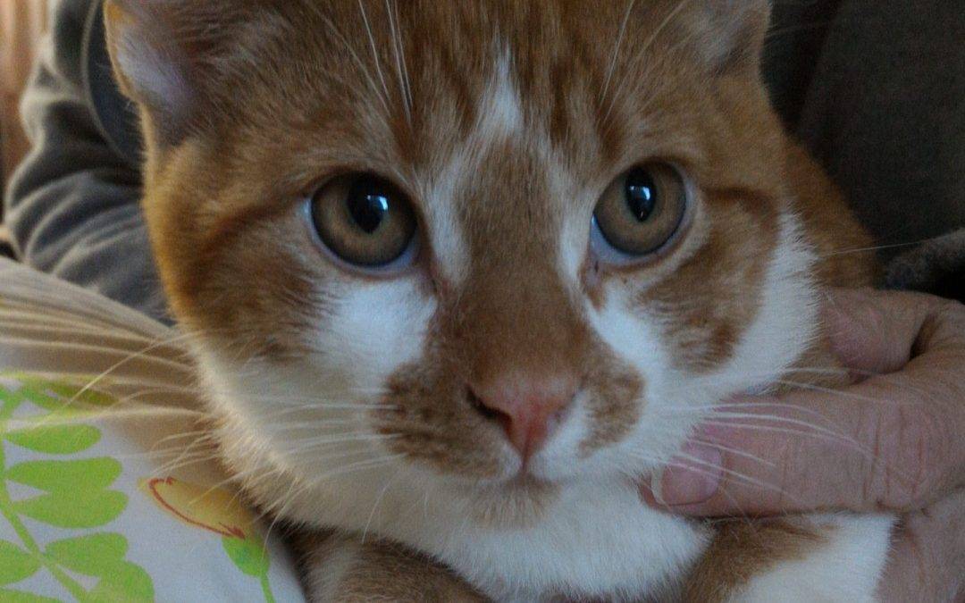 Orange Tabby Kitten For Adoption in La Mesa CA – Adopt 5 MO Male Called Archie
