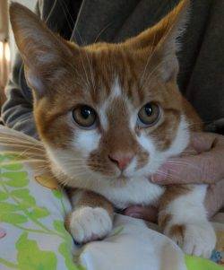 Orange Tabby Kitten For Adoption In La Mesa CA