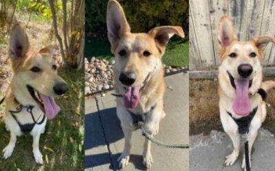 Siberian Husky German Shepherd Mix Dog For Adoption in Edmonton Alberta – Supplies Included – Adopt PK