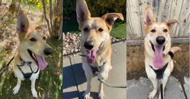 Siberian Husky German Shepherd Mix Dog For Adoption In Edmonton Alberta – Supplies Included – Adopt PK