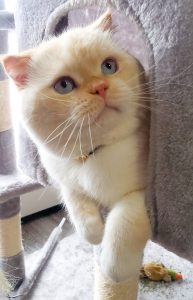 Scottish fold persian mix cat for adoption in edmonton ab