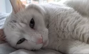 Soft odd-eyed white shorthair cat for adoption in edmonton (stoney plain) ab – meet mesmerizing memow