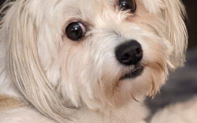 Coton de Tulear Chihuahua Mix Dog For Adoption in Ocala Florida – Meet Tiki