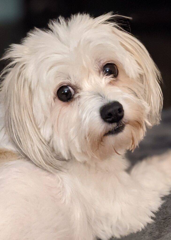 Looking for a Coton de Tulear Chihuahua Mix Dog to adopt in Ocala, Florida? Just 4 years years old and weighing about 10 pounds, Tiki has been fixed, fully vaccinated, microchipped, house broken, leash trained, crate trained and obedience trained. Tiki is good with respectful older children and adults.

Tiki is the quintessential LOVE dog! She likes to attach herself to her favorite human like a barnacle - a real Velcro dog.  She is the perfect companion for a senior dog lover looking for a very devoted and affectionate small breed dog.