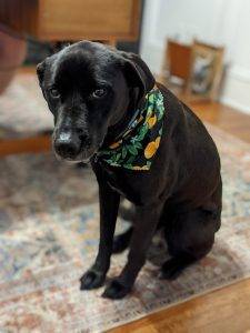 Black Labrador Retriever Mix For Adoption Smyrna GA Adopt Zoë