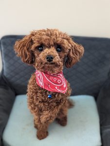 Toy poodle for adoption in edmonton ab