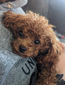 Toy poodle dog for adoption in edmonton