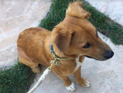 Golden retriever boxer mix dog for adoption in los angeles