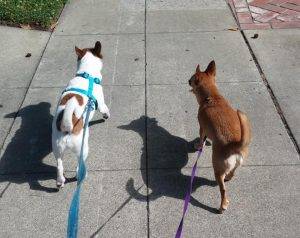 Pair of chihuahua jrt mix dogs for adoption in san jose ca