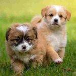Pair of Cute Mixed Breed Puppies on the Grass