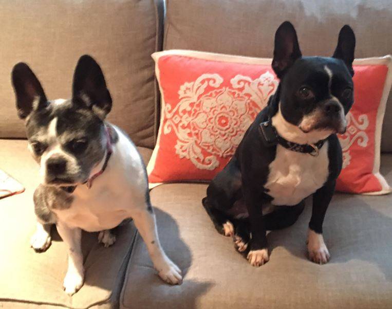 Adopted jax and lucia – bonded 6 yo m/f frenchton pair    rollinsford, nh