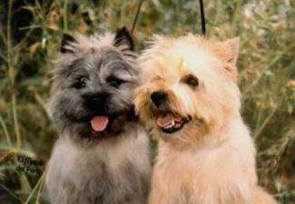 Pair of Smiling Cairn Terriers
