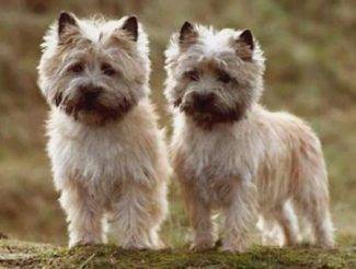 Pair of Wheaten Cairn Terriers