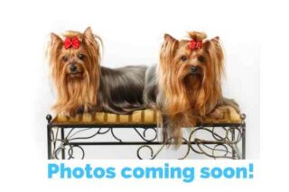 Pair Of Yorkshire Terrier Dogs Stock Photo