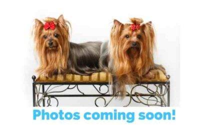 Yorkshire terriers (yorkies) for adoption in wahiawa hawaii – supplies included – adopt finn and odin