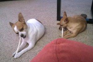 Pair of cute chihuahua jrt dogs for adoption in san jose ca