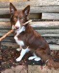 Paisley - Chocolate Border Collie Puppy For Adoption In Ontario Canada