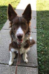 Paisley - chocolate border collie puppy for adoption in ontario canada 2