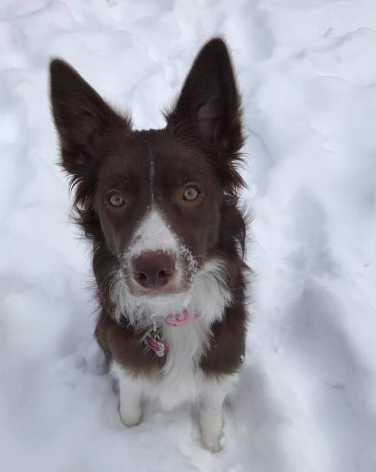 Paisley - chocolate border collie puppy for adoption in ontario canada 3