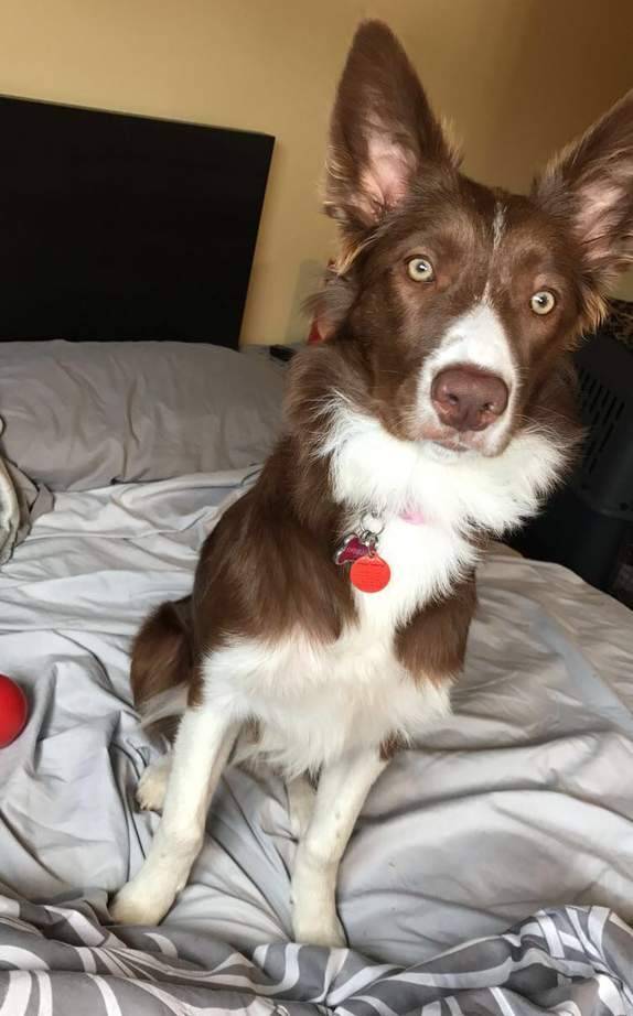 Paisley - chocolate border collie puppy for adoption in ontario canada 6