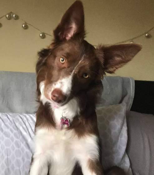 Paisley - chocolate border collie puppy for adoption in ontario canada 2