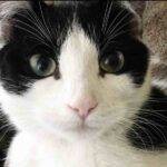 Photo Tuxedo cat for adoption in calgary ab - supplies included - adopt adorable panda