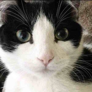 Tuxedo Cat For Adoption In Calgary AB - Supplies Included - Adopt Adorable Panda