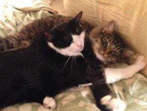 Adopted – panda and bear – marvelous maine coon mix and bonded buddy  seattle