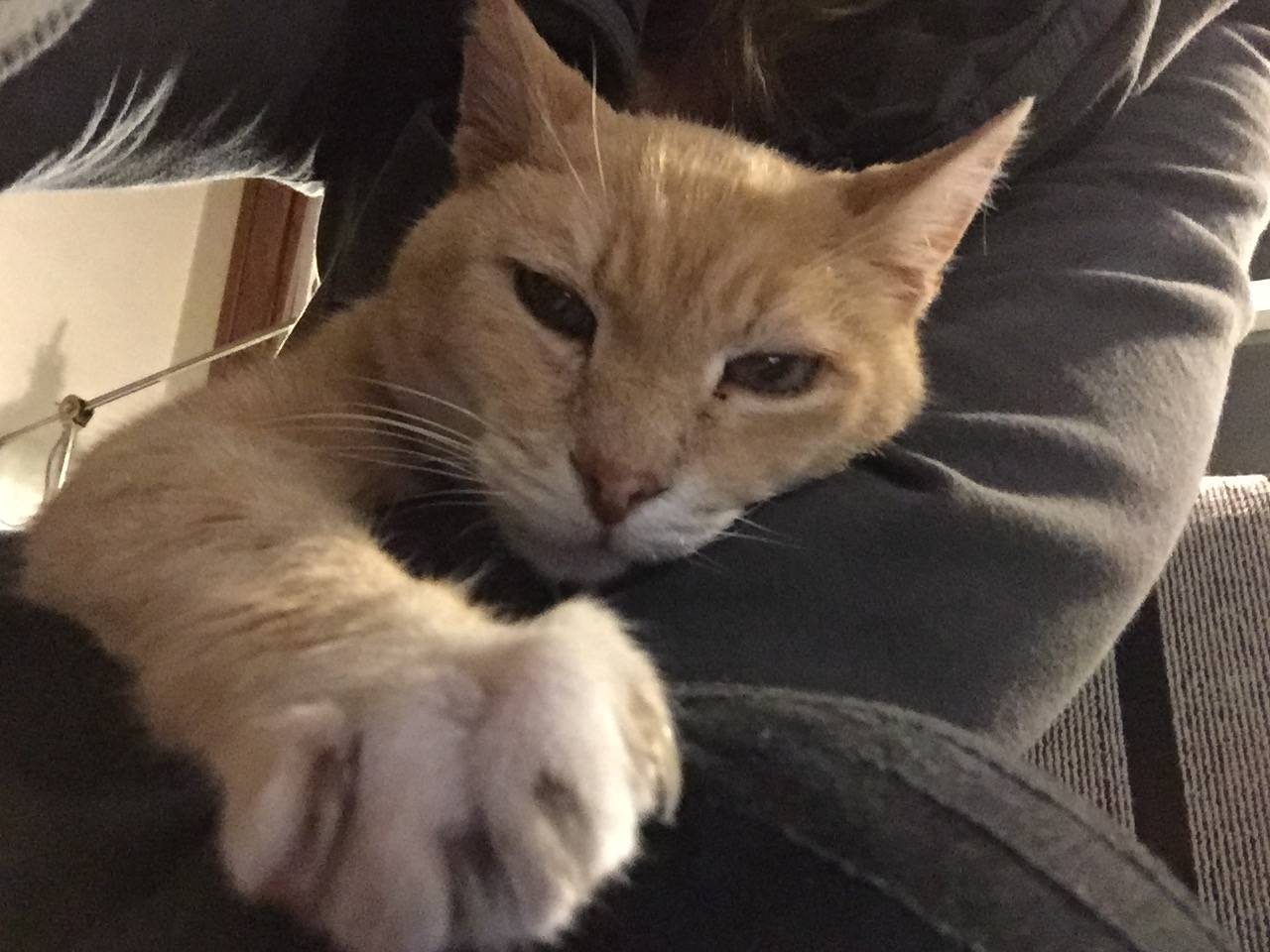 Panko - Orange Tabby Cat For Adoption Seattle 2