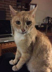 Panko - orange tabby cat for adoption seattle 2