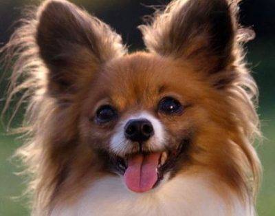 Papillon dog breed picture