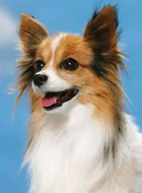 Papillon Dog Head Shot