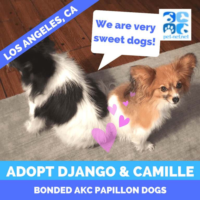 Pets For Adoption Near You Adopt a Pet Pet Adoptions Network