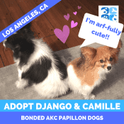 Papillon Dogs For Adoption In Los Angeles CA - Adopt Django And Camille (6)