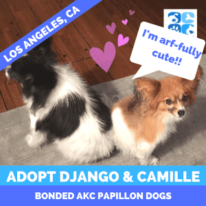 2 papillon dogs for adoption in los angeles california