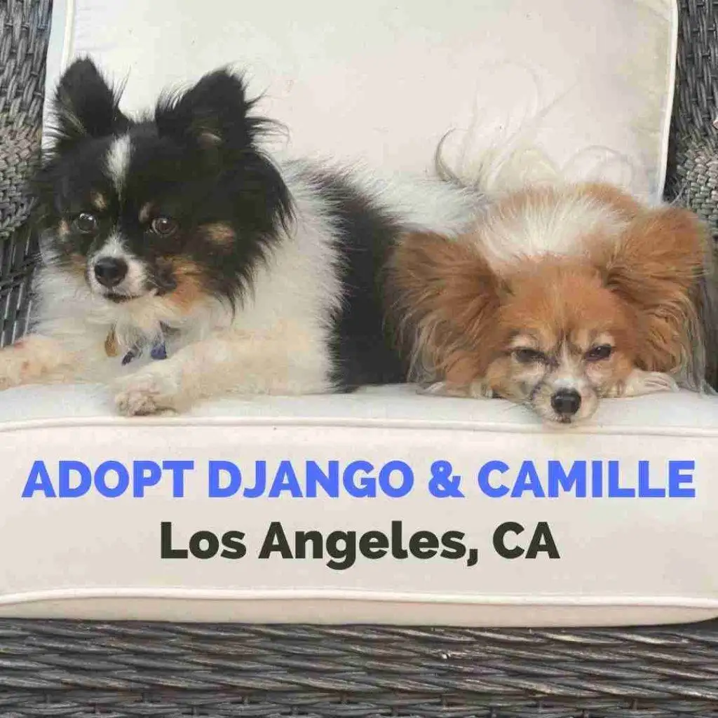 Papillon Dogs For Adoption in Los Angeles CA - Adopt Django and Camille (6)