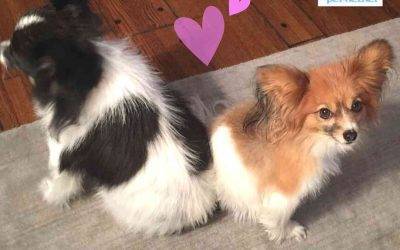 2 Papillon Dogs For Adoption in Los Angeles California – Supplies Included – Adopt D’jango & Camille