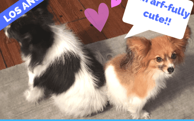 2 papillon dogs for adoption in los angeles california