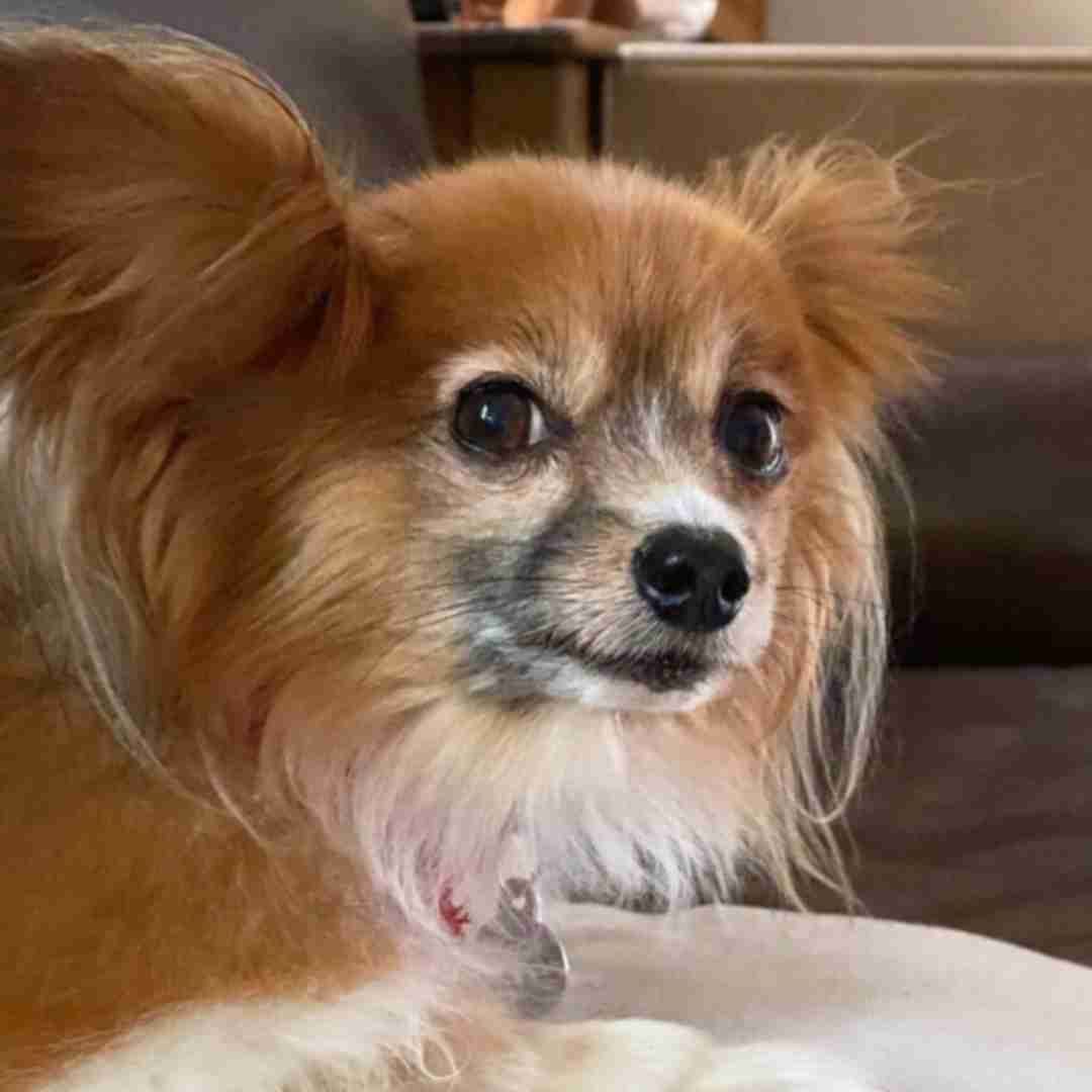 Papillon dogs for adoption in los angeles ca - adopt django and camille (6)