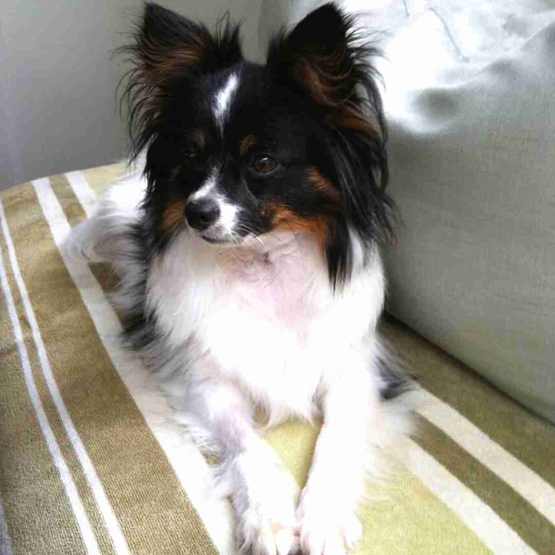 Papillon dogs for adoption in los angeles ca - adopt django and camille (6)