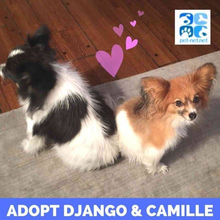 2 Papillon Dogs For Adoption in Los Angeles California