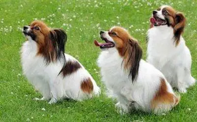Papillon Dogs Photo