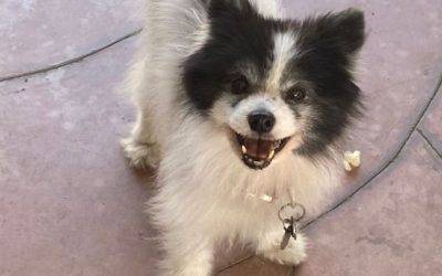 Papillon dog for adoption in anaheim california – supplies included – adopt kalani