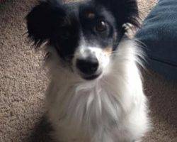 Papillon Jack Russell Terrier Mix For Adoption In Seattle 2