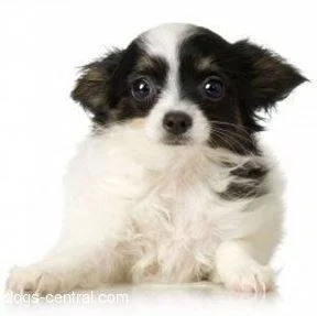 Papillon Puppy