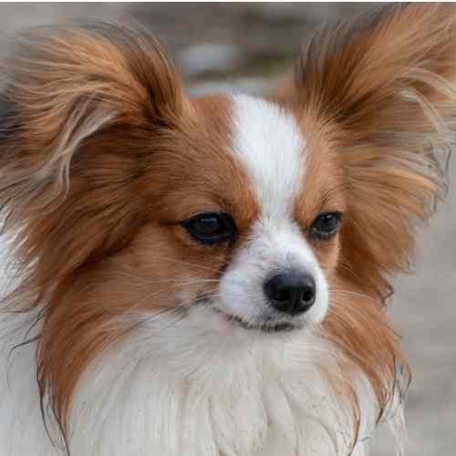 Cute papillon for adoption