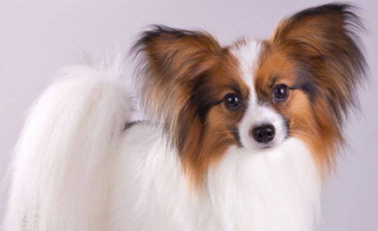 Papillons For Adoption Near You Rehome Adopt A Papillon Dog Or Puppy